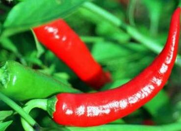 吃辣椒的好处有哪些？