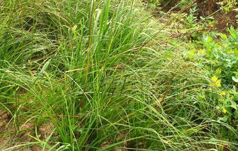 知母泡水有什么功效，知母什么人不能吃