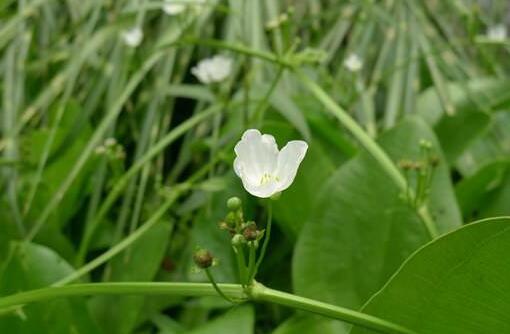 泽泻有毒为什么还能入药，泽泻的毒性与副作用
