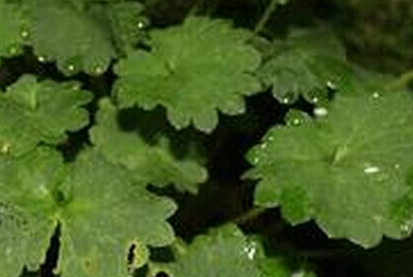 虎耳草代表什么意思，我用虎耳草治好了中耳炎