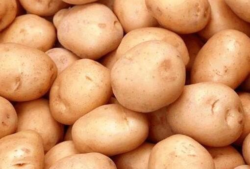 马铃薯是根还是茎，马铃薯发芽后还能吃吗