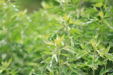 艾草的功效与作用及吃法