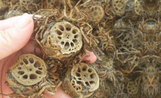 藕节的功效与作用及禁忌