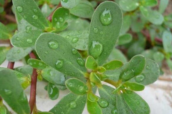 马齿苋长的什么样子，马齿苋图片