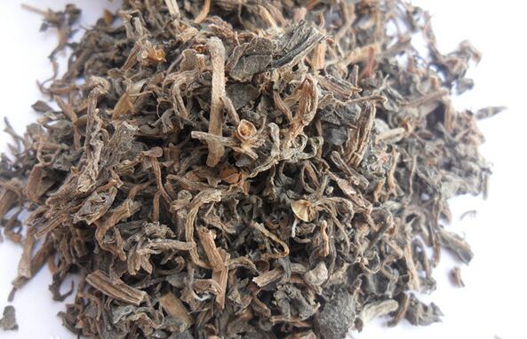 马齿苋长的什么样子，马齿苋图片