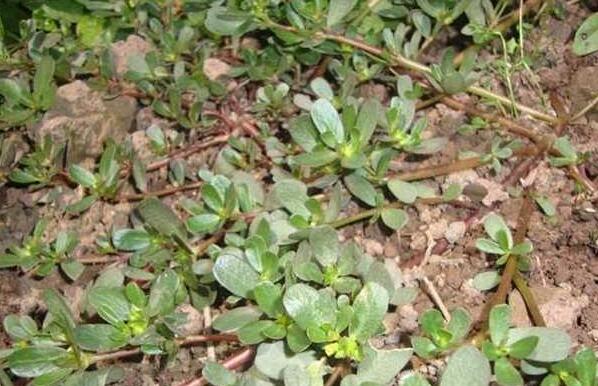 马齿苋长的什么样子，马齿苋图片