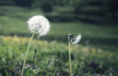 蒲公英是凉性的吗，蒲公英的特点