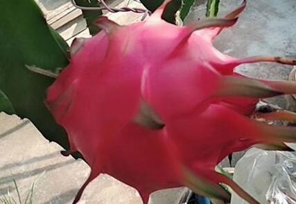 火龙果一天吃多少合适，火龙果吃多了会怎么样