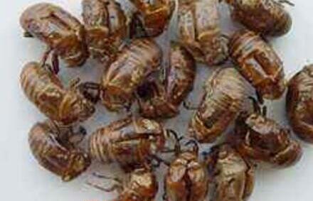 蝉蜕的功效与作用及食用方法