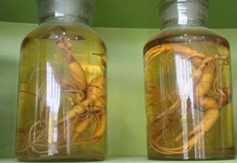 人参泡酒的功效和作用禁忌，一支人参泡多少酒