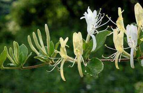 山银花和金银花的区别，功效有什么不一样