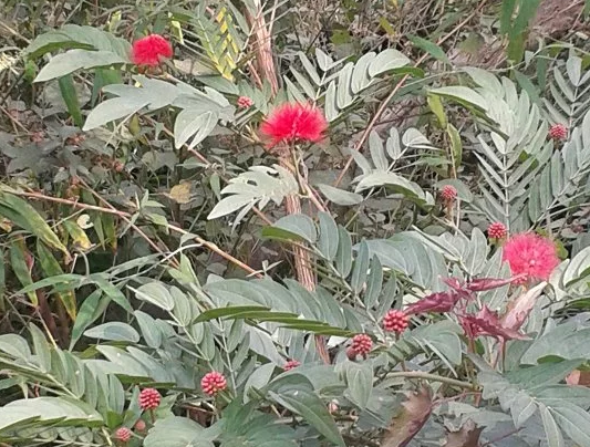 沙棘油的功效和作用，沙棘油对皮肤的作用