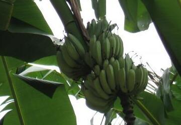 香蕉热量:一根香蕉的热量是多少?