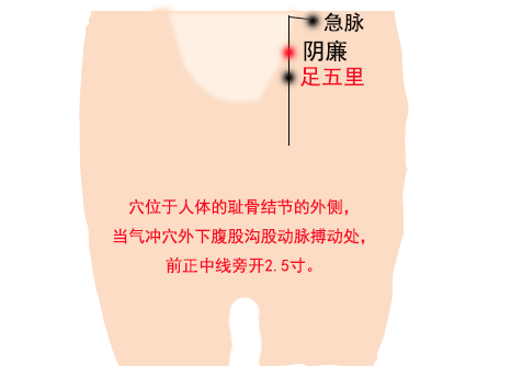 急脉穴的最笨找法,急脉的准确位置图和作用