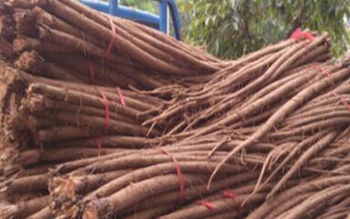 牛蒡根泡水功效与禁忌，牛蒡根泡水喝竟有6个害处