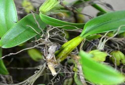 石橄榄孕妇可以吃吗，石橄榄什么人不能吃