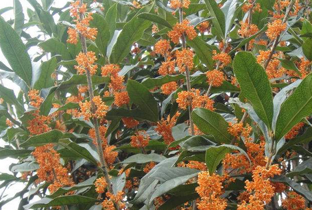 丹桂代表什么，丹桂的功效与作用及食用方法