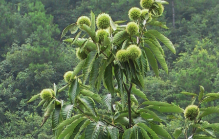 栗子生吃好熟吃好，板栗生吃与熟吃的区别