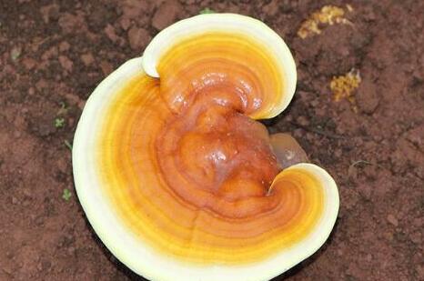 白灵芝的功效与作用及吃法