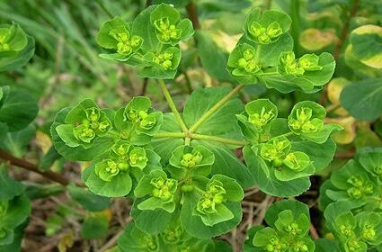 泽漆的功效与作用及食用方法