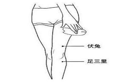 伏兔的简便定位方法,伏兔准确位置图和作用