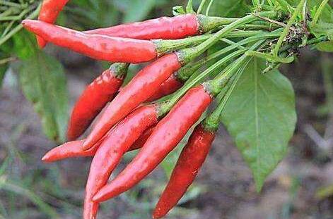 适量的辣椒能防癌 过量的辣椒会伤胃