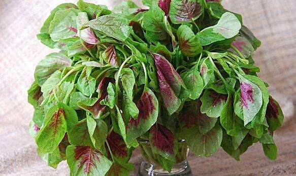 苋菜不能和什么一起吃？红苋菜哪些人不适合吃