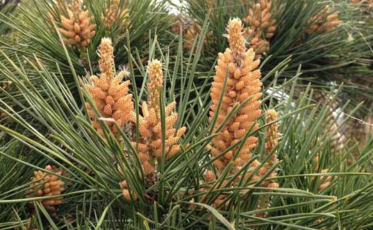 松花粉的功效与作用及食用方法