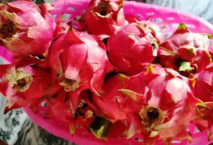 白心火龙果和红心火龙果的区别是什么？