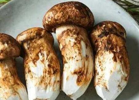 松茸可以人工种植吗，松茸的营养价值