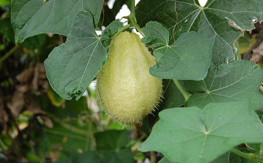 佛手瓜怎么吃，佛手瓜可以生吃吗