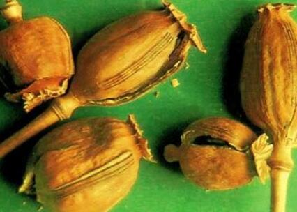 草果和罂粟的区别图片，还傻傻分不清吗