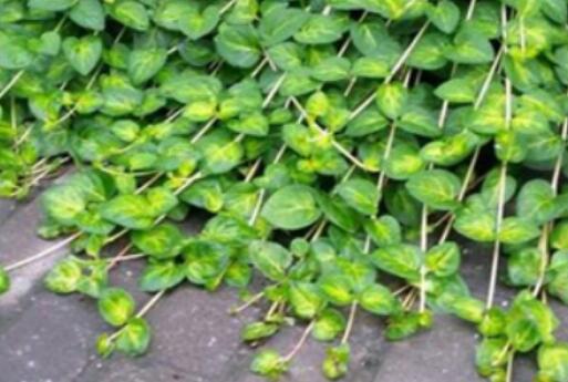 金钱草泡水喝的功效与副作用，金钱草泡水喝的禁忌