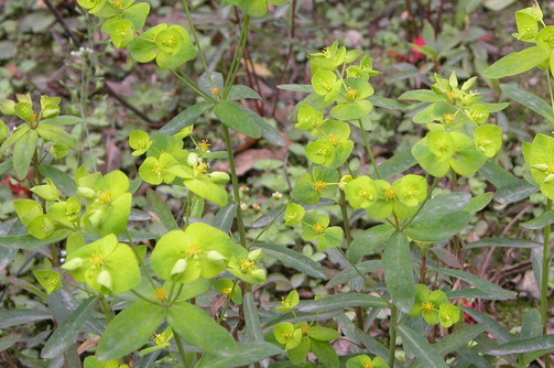 甘遂怎么读，甘遂怎么用治疗腹水效果好