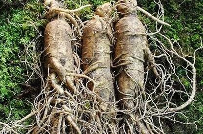 人参的价格，人参多少钱一斤