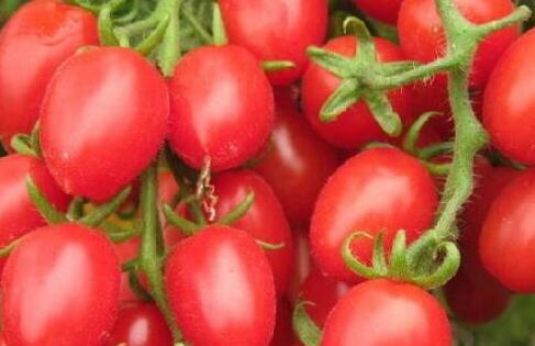 圣女果好还是千禧果好，圣女果和千禧果的区别