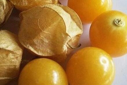 姑娘果学名叫什么，姑娘果是寒性还是热性