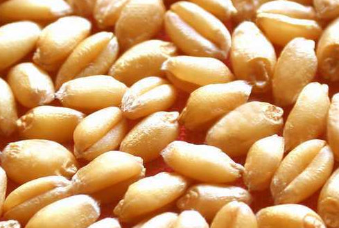 女人吃小麦有什么好处,什么人不能吃小麦