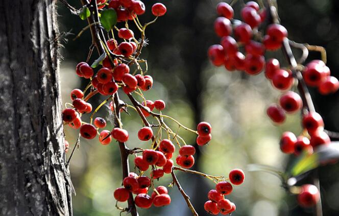 4种行为易养成脂肪肝!水飞蓟的功效与作用需了解