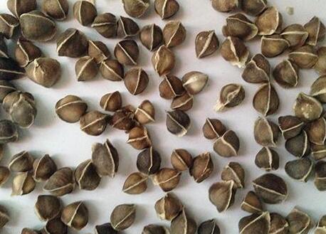 辣木籽有什么功效，辣木籽的禁忌和副作用