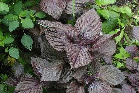 三高人群可以吃紫苏吗，紫苏对三高人群有危害吗