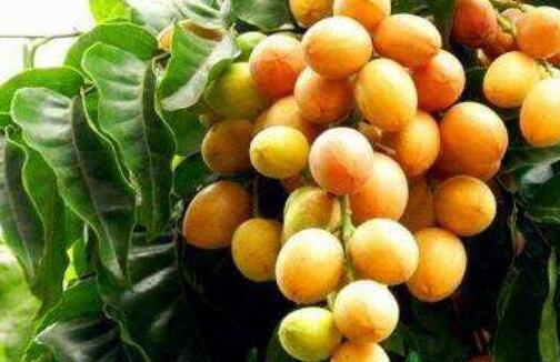 黄皮果的功效与作用及食用方法