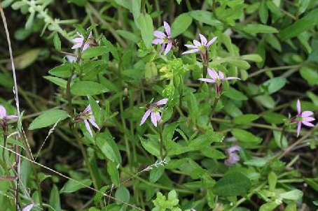 半边莲怎么吃，半边莲图片与功效