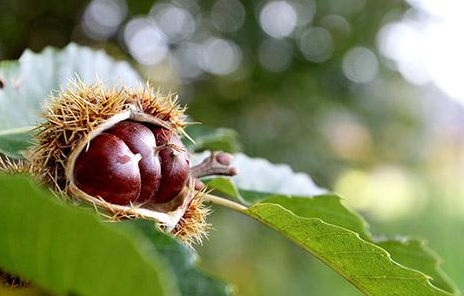 板栗的热量是多少大卡，吃板栗会胖吗