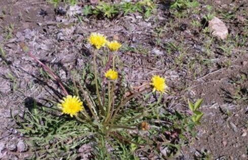 蒲公英又叫什么名字，蒲公英是什么样的