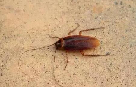 蟑螂怎么消灭最彻底,家里放一物绝对没蟑螂