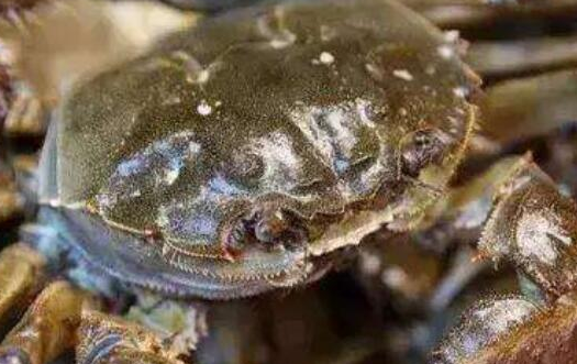 螃蟹怎么储存在冰箱里，活螃蟹放冰箱冻死了能吃吗