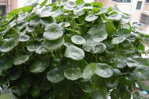 金钱草长什么样子，金钱草对肾结石有用吗