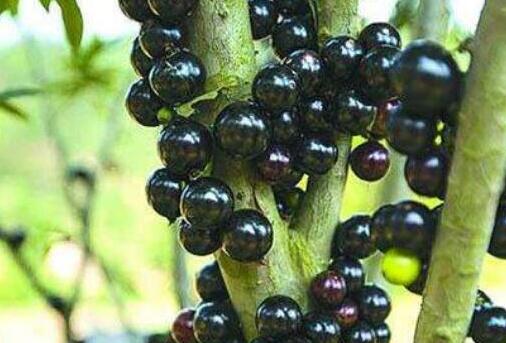 孕妇吃什么水果好对胎儿好，孕妇必吃的12种水果