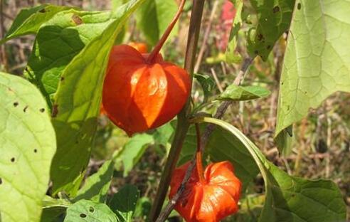 姑娘果热量高吗，姑娘果的营养价值